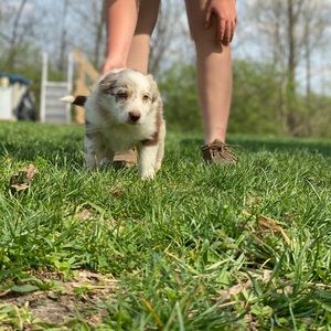 Meet your Posher, Kollin